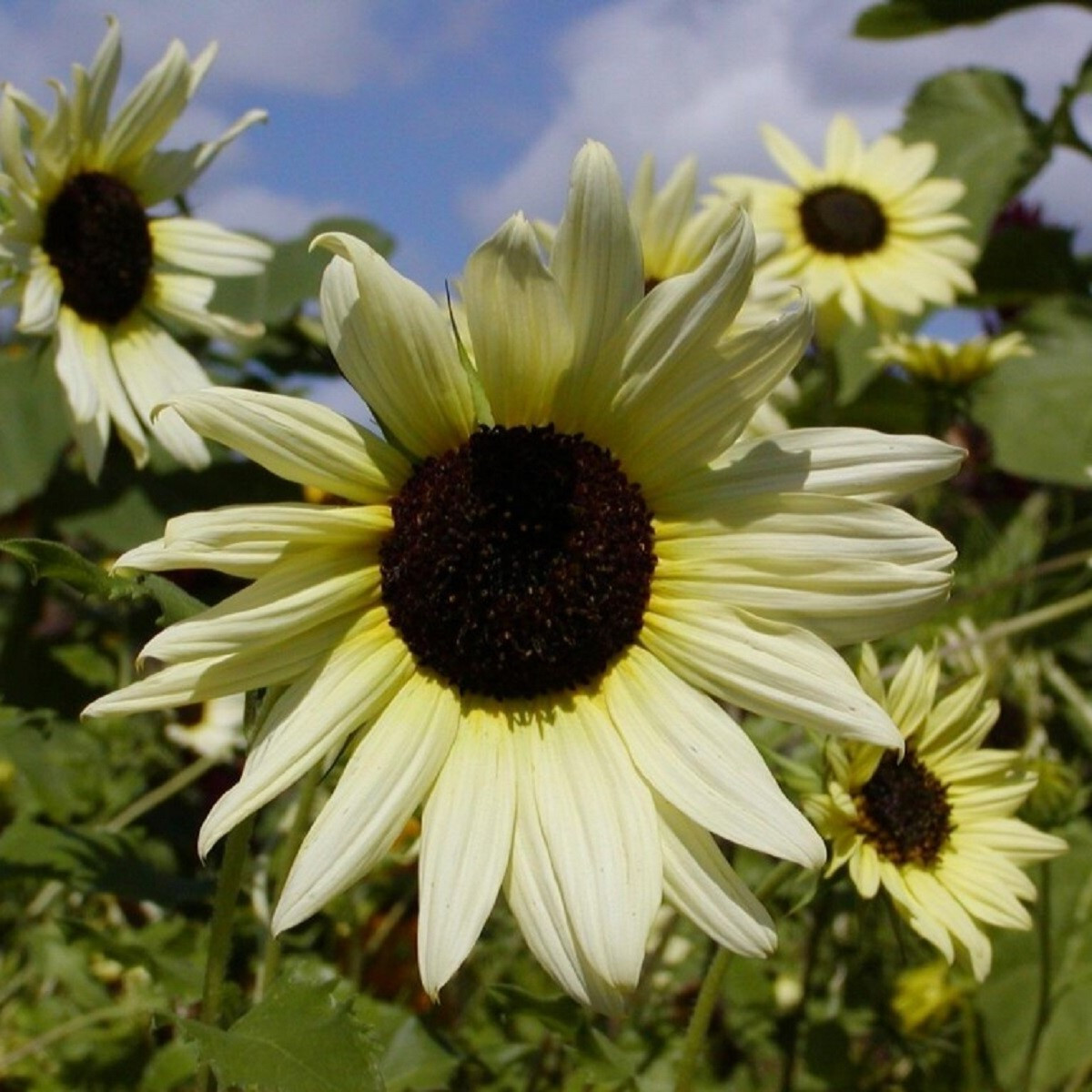 Slunečnice slabá směs barev - Helianthus debilis - semena - 15 ks