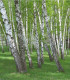Bříza bělokorá - Betula pendula - semena - 15 ks