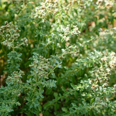 BIO Saturejka horská - Satureja hortensis - bio semena - 500 ks