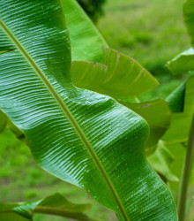 Semena banánovníku – Banánovník Cheesmanii – Musa cheesmanii
