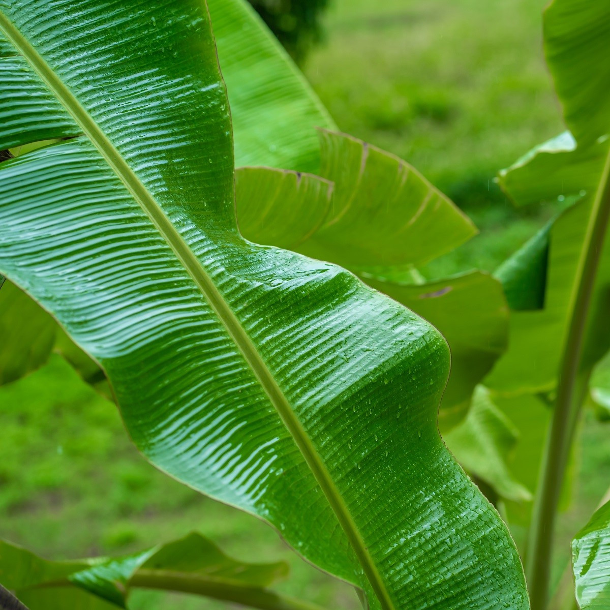 Banánovník Cheesmanii - Musa cheesmanii - semena - 3 ks