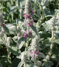 Čistec vlnatý - Stachys byzantina - semena - 50 ks