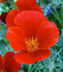 Sluncovka kalifornská červená - Eschscholzia californica - semena - 450 ks