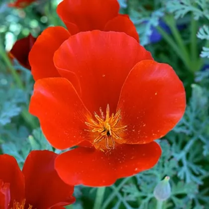 Sluncovka kalifornská červená - Eschscholzia californica - semena - 450 ks