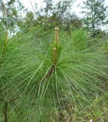 Semena borovice – Borovice gerardiana – Pinus gerardiana