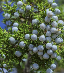 Jalovec osteosperma - Juniperus osteosperma - semena - 5 ks