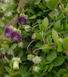 Vilec šplhavý fialový - Cobaea scandens - semena - 7 ks