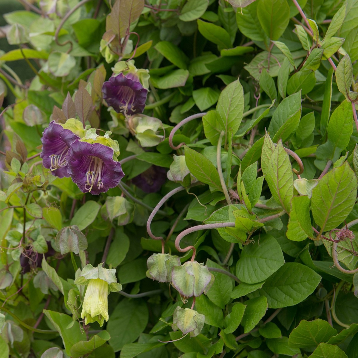 Vilec šplhavý fialový - Cobaea scandens - semena - 7 ks