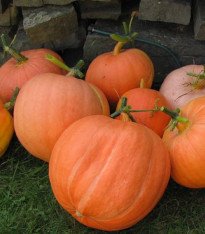 Tykev Goliáš velkoplodá - Cucurbita maxima - semena - 3 ks