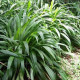 Palmová tráva - Setaria palmifolia - semena - 10 ks