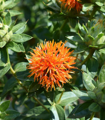 Světlice barvířská tmavě oranžová - Carthamus tinctorius - semena - 20 ks