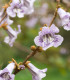 Paulovnie catalpifolia - Paulownia - semena - 15 ks