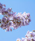 Paulovnie catalpifolia - Paulownia - semena - 15 ks