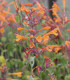 Agastache Apricot Sprite - Agastache aurantiaca - semena agastache - 20 ks
