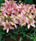 Lilie Pink Pixie - Lilium - cibuloviny - 1 ks