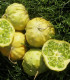 Kiwano Jelly Rund - Cucumis metuliferus - semena - 8 ks