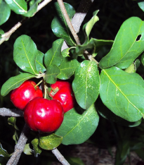 Barbadorská třešeň - Acerola - Malpighia glabra - semena - 4 ks