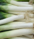Semena póru – Pór zimní Carentan – Allium porrum