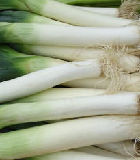 Pór zimní Carentan - Allium porrum - semena - 200 ks