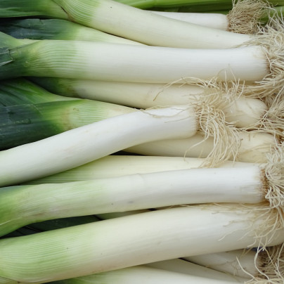 Semena póru – Pór zimní Carentan – Allium porrum