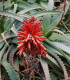 Aloe stromovitá - Aloe arborescens - semena - 6 ks