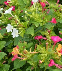 Nocenka jalapovitá směs barev - Mirabilis jalapa - semena - 6 ks