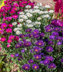 Astra čínská Serenade směs barev - Callistephus chinensis - semena - 110 ks
