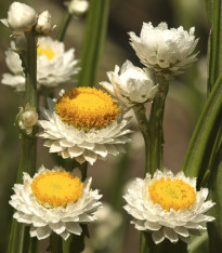 Slaměnka křídlatá - Ammobium alatum grandiflorum - semena - 100 ks