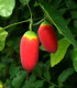 Coccinia - Coccinia grandis - semena - 4 ks
