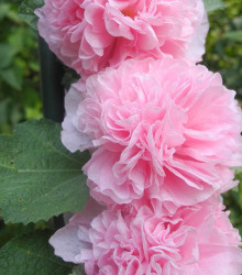 Topolovka růžová Chaters - Alcea rosea - semena - 7 ks