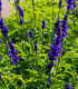 Šalvěj transylvanská Blue Spires - Salvia transylvanica - semena - 12 ks