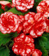 Begónie plnokvětá Marmorata - Begonia - cibuloviny - 2 ks