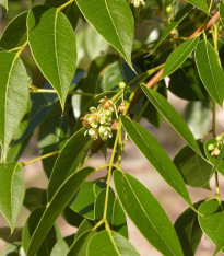Mahagon - Swietenia mahagoni - semena - 5 ks