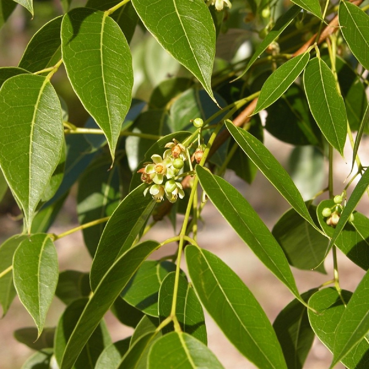 Mahagon - Swietenia mahagoni - semena - 15 ks