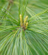 Borovice čínská - Pinus tabuliformis - semena - 15 ks