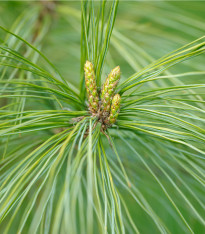 Borovice čínská - Pinus tabuliformis - semena - 15 ks