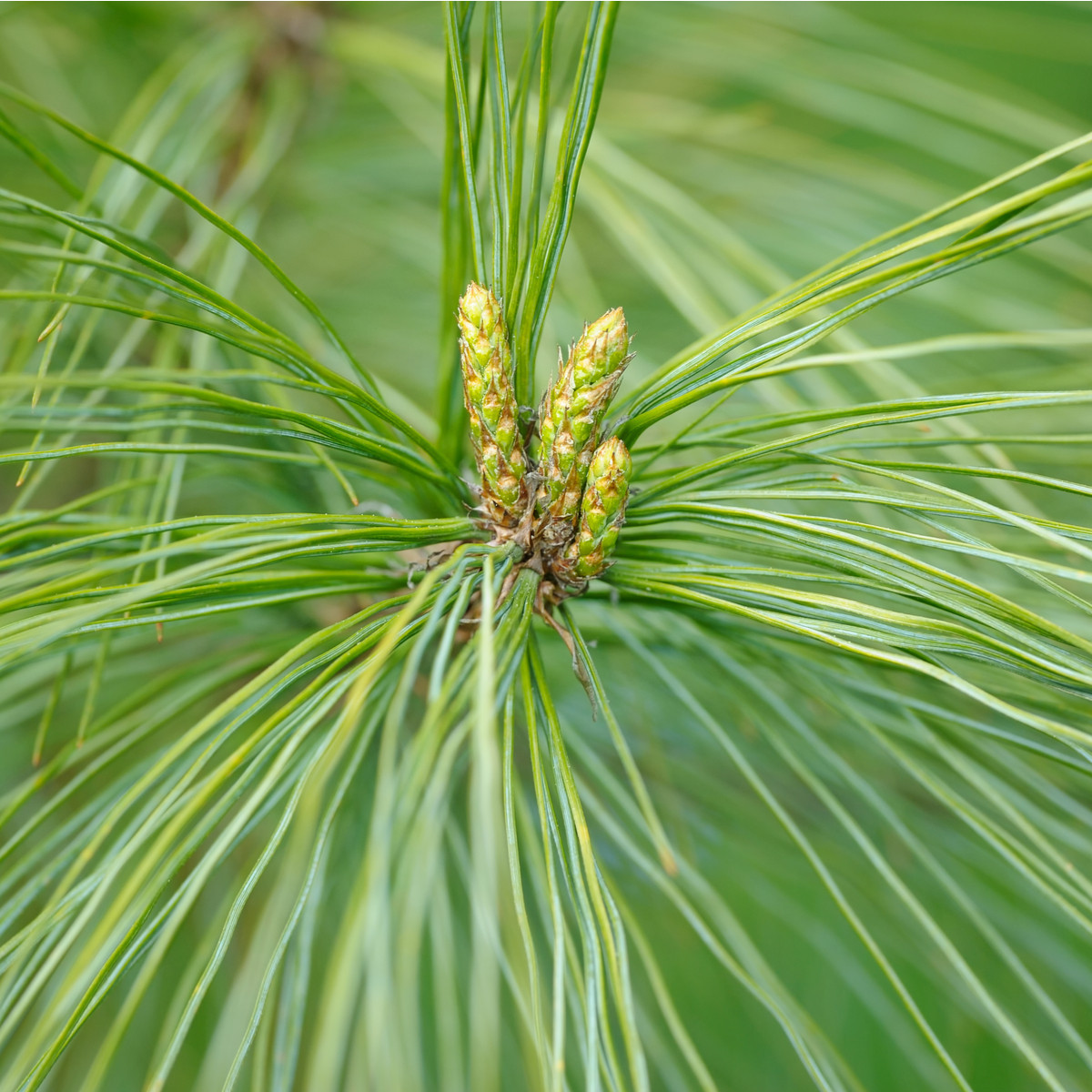 Borovice čínská - Pinus tabuliformis - semena - 15 ks