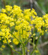 Rukevník východní - Bunias orientalis - semena - 6 ks