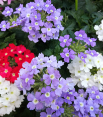 Sporýš zahradní Tuscany Mix - Verbena hybrida - semena - 15 ks
