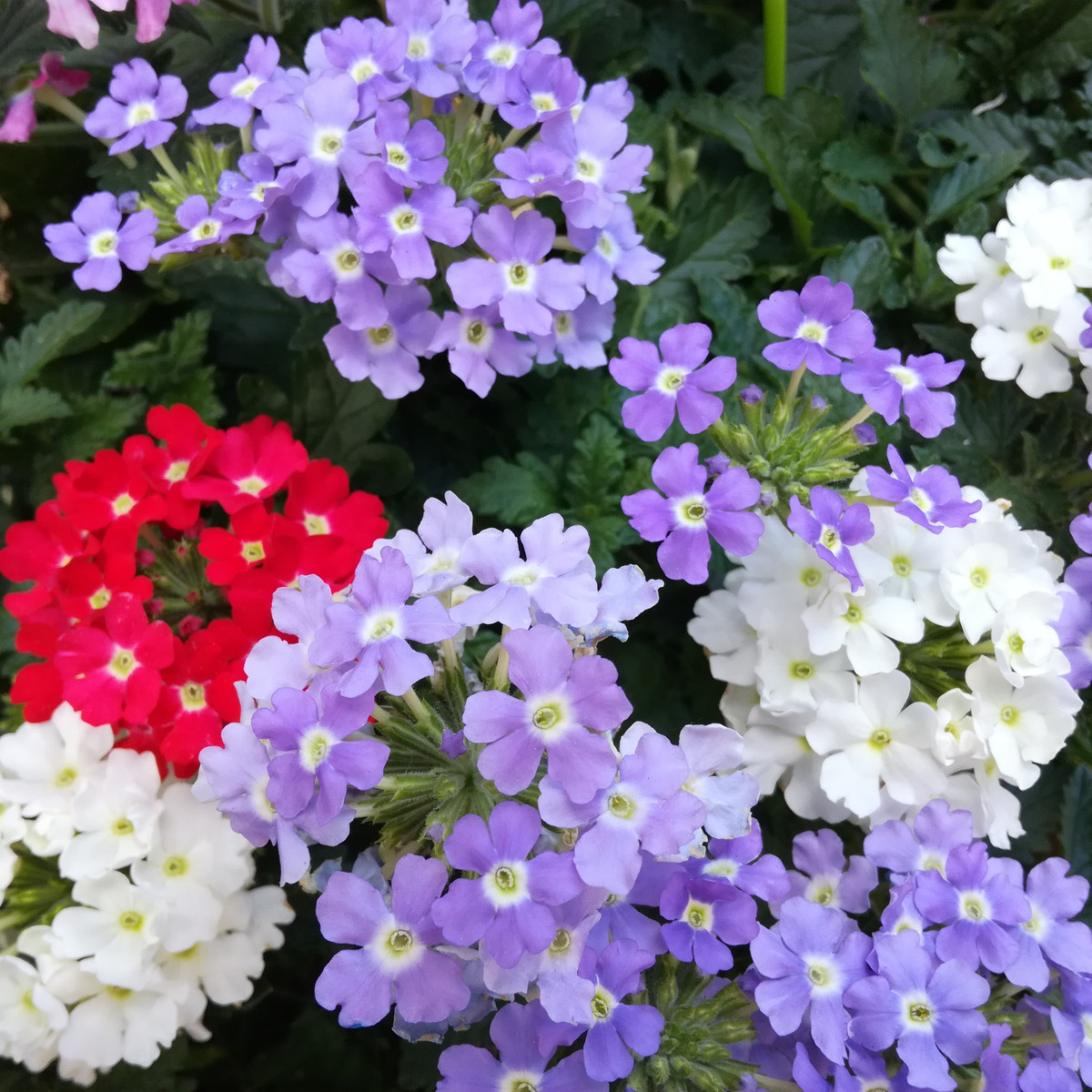 Sporýš zahradní Tuscany Mix - Verbena hybrida - semena - 15 ks