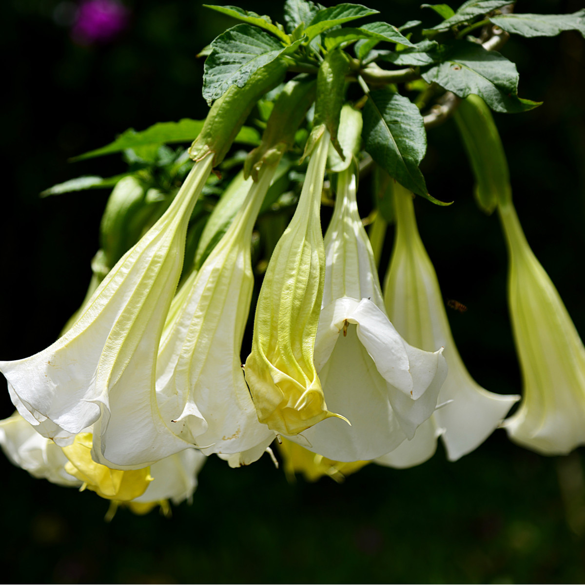Semena brugmansie – Brugmansie bílá – Andělská trubka bílá – Brugmansia arborea