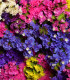 Limonka chobotnatá směs barev - Limonium sinuatum - semena - 80 ks