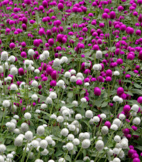 Pestrovka kulovitá směs barev - Gomphrena globosa - semena - 35 ks