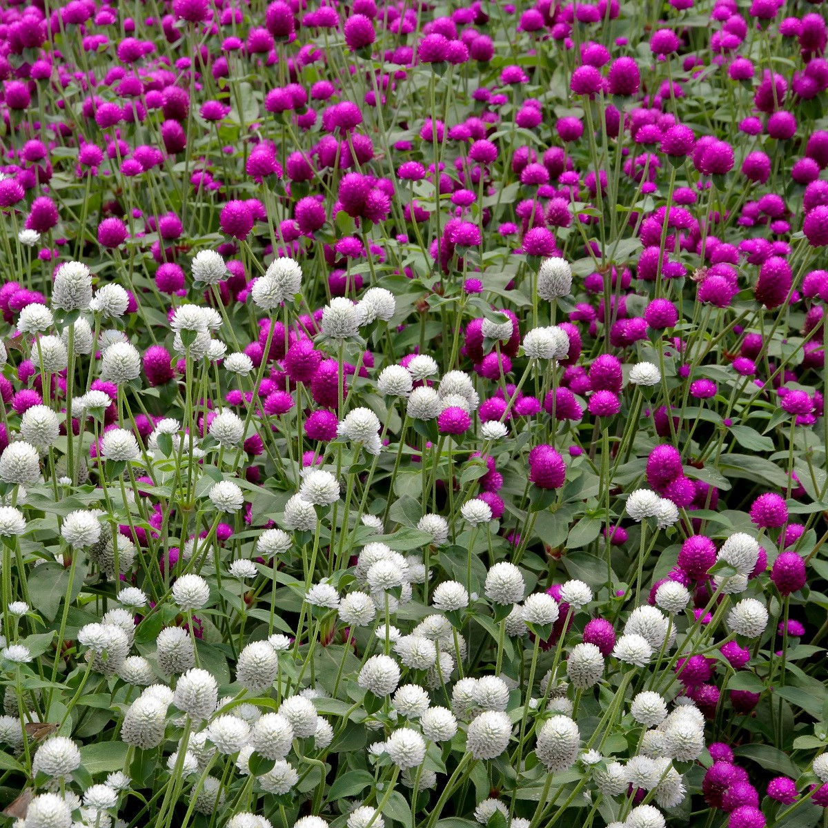 Pestrovka kulovitá směs barev - Gomphrena globosa - semena - 35 ks