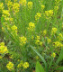 Barborka obecná - Barbarea verna - semena - 150 ks