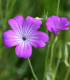 Koukol polní - Agrostemma githago - semena - 50 ks