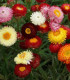 Slaměnka směs k sušení - Helichrysum bracteatum - semena -  350 ks