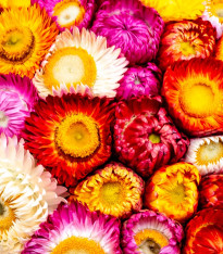 Slaměnka směs k sušení - Helichrysum bracteatum - semena -  350 ks