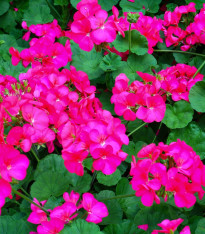 Muškát páskatý Nekita F1 Deep Rose - Pelargonium zonale - semena - 4 ks