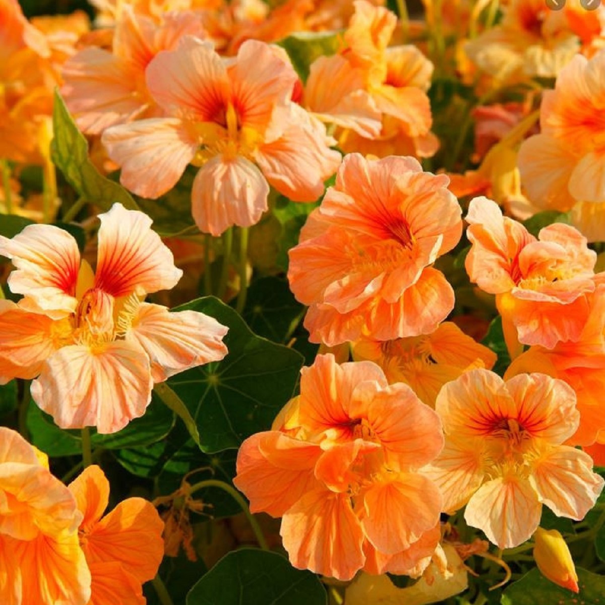 Lichořeřišnice nízká Tip Top Apricot - Kapucínka - Tropaeolum minus - semena - 12 ks